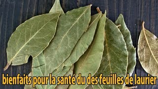 bienfaits pour la santé du des feuilles de laurier  conseils [upl. by Awuhsoj417]