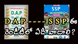 How To Use DAP  What Is Different Between DAP And SSP  Fertilizer DAP SSP మధ్య తేడ [upl. by Mordecai]