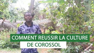 COMMENT REUSSIR LA CULTURE DE COROSSOL [upl. by Retsof923]