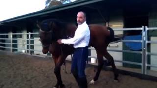 horsesfromcourses part 9 retraining ex racehorses scott brodie [upl. by Gillett944]