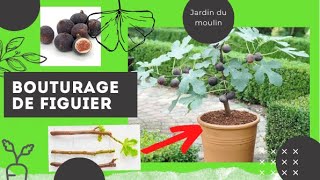 🌳Comment BOUTURER simplement du FIGUIER en hiver TUTO facile [upl. by Yssirc]