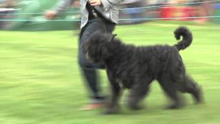 Ch Im Special Inessence Movado at Kanix  Bouvier des Flandres  Lambert [upl. by Myers847]