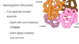 Hemoglobin Structureavi [upl. by Imeon18]