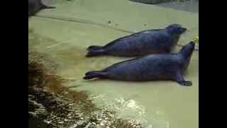 Common Seals Eating Behavior  Zoo Antwerp [upl. by Zorine]