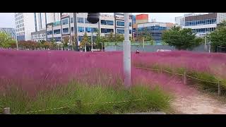 Pink Muhly in Daegu [upl. by Hanid17]