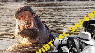 VIRTUAL SAFARI ULTIMATE GAME DRIVE HIGHLIGHTS 54 Londolozi TV [upl. by Clara118]