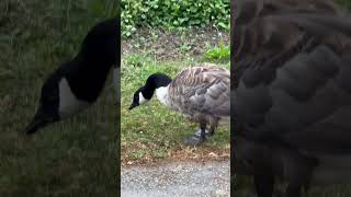 Morning parade of Canada geese  Enjoying the morning meal  Sunshine canadageese animallover [upl. by Lundgren]