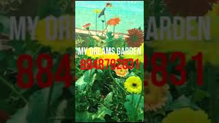 💐 Beautiful Hybrid Gerbera Plants   All india courier gerbera shorts [upl. by Matteo]