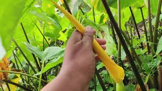 Colocasia plant  Arabi plant  Inflorescence [upl. by Trebliw]