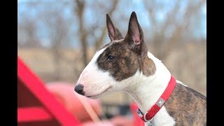 Bull Terrier Puppy  Training session using very simple equipment [upl. by Lamori]