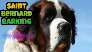 Saint Bernard Barking 🔥 DOGS Barking Sound Effects 🔊 [upl. by Ojyram]