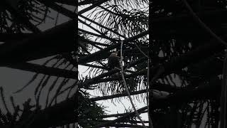 Carancho parquelasheras comuna14 birds pajaros shortsvideo shortvideo rapaz avesargentinas [upl. by Tloc]