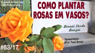 Rosas em vasos Como plantar e cultivar [upl. by Figueroa]