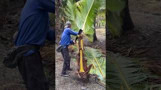 Cutting Young Coconut Tree For Export [upl. by Annaig474]