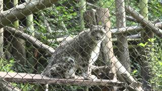 Funny Snow Leopard Meowing [upl. by Acira]