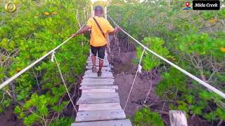 MIDA CREEK LOCATED IN WATAMUThe Swing BridgeMangrove treesFish and Birds [upl. by Fernald]