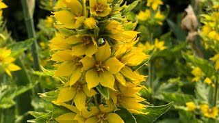 Yellow Loosestrife great companion plant for Iris [upl. by Sibyl382]