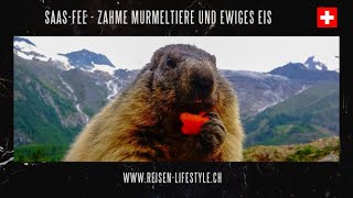 Schweiz  Wallis  SaasFee  Murmeltiere und ewiges Eis  reisenlifestylech [upl. by Peria]