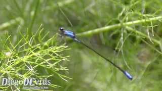 Archibasis oscillans  Blue Damselfly  Libélula azul Zygoptera Coenagrionidae Enallagma species [upl. by Allesiram425]