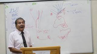 Anatomy  Descending motor pathways  PWagih  Part 2 [upl. by Yauqram]