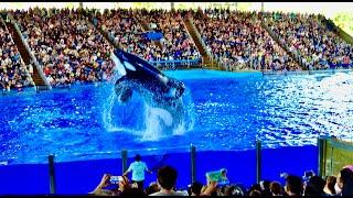 Orca Encounter Full Show 🐳 SeaWorld San Antonio 2024 4K 60fps [upl. by Dominus]