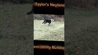 Taylors Neyland Farm Utility Bulldog bulldog americanbulldog americanbulldogs farm farmdog [upl. by Coveney]