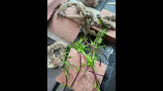 Juvenile Ornate Uromastyx Feeding on Dandelion Leaves herpetoculture lizards [upl. by Eicyal354]