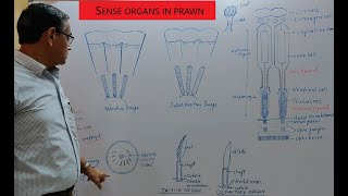 Sense organs in Palaemon Prawn [upl. by Anaujat229]