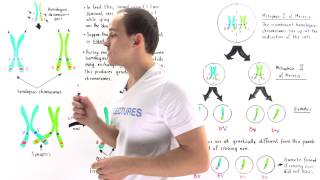 Linked Genes Crossing Over and Genetic Recombination [upl. by Styles]