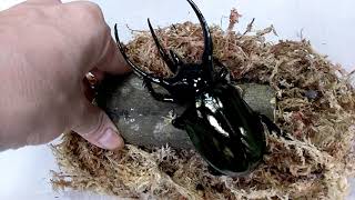 130mm Monster Chalcosoma chiron from Indonesia [upl. by Esila]