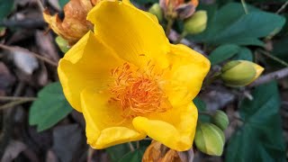 SilkCotton tree  Buttercup tree  Cochlospermum religiosum  Beautiful flowers [upl. by Felske544]