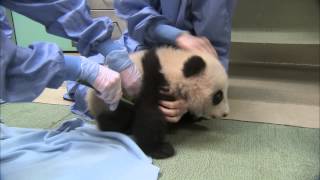 Growing Belly amp Squirming  Panda Cub 15th Exam [upl. by Guillema]