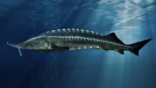 Facts The Beluga Sturgeon [upl. by Kiryt]