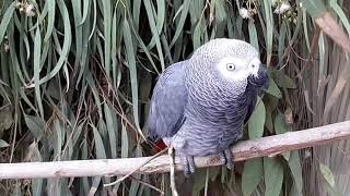 parrot sounds for your parrot  african grey parrot happy sounds [upl. by Bourgeois]