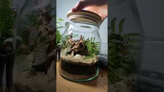 Terrarium Nature in a Jar 🍃 terrarium plant diy [upl. by Helene180]