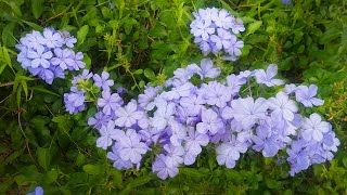 Blue Plumbago Plant Plumbago auriculata [upl. by Killam122]