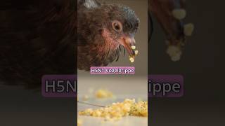 Nur 5 Mutationen 🦆 vogelgrippe science h5n1 wissenschaft [upl. by Gnex]