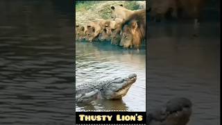 Lions Risky Sip Drinking Water Near a Deadly Crocodile [upl. by Leuneb726]