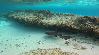 Nurse shark San Andrés 2024 [upl. by Ybanrab]