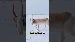 Saiga Antilobunun Sıra Dışı Savunma Sırrı Doğanın Hayatta Kalma Mucizesi [upl. by Allerim937]