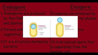 Endospore Vs Exospore Quick differences and Comparison [upl. by Edris]