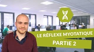 SVT BAC S  Le réflexe myotatique PARTIE 2 [upl. by Noraed]