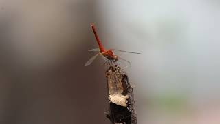 Redveined darter dragonfly insects backyardwildlife [upl. by Edna]