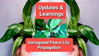 Spathiphyllum Variegated Peace Lily Picasso Propagation Updates amp Learnings [upl. by Fryd]