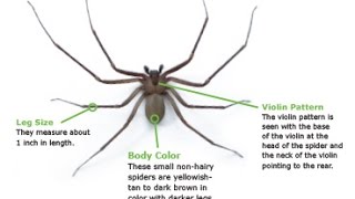 How To Identify a Brown Recluse Spider [upl. by Siravaj]