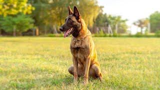 Discover the Belgian Shepherd The Perfect Dog for Active Families and Sports Lovers [upl. by Ettenel874]