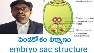 Embryo sac structure intermediate first year botany important questions [upl. by Erdnoed]