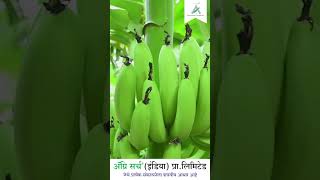 Export Quality Banana Farming I Solapur youtubeshorts reels [upl. by Urban]