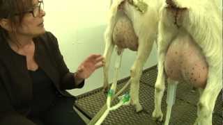 ELFCO TV 13 Dolce Vita Goat Dairy part 1 [upl. by Margaretha]