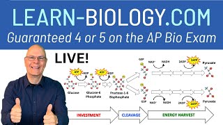 Cellular Respiration COMPLETE LIVE Explanation for AP Bio [upl. by Larina527]